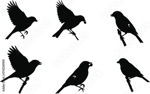 Set of Six Black Bird Silhouettes on Branches – Flying, Perching, Vocalizing, Holding Object, Wildlife, Nature, Vector, Minimal, Isolated