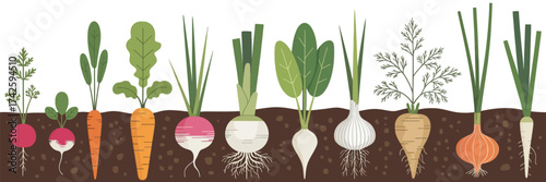 Vegetable Roots Growing Underground. Farm Crops Including Carrot, Beet, Potato in Soil. Agriculture Harvest and Food Plants in Garden Bed. Flat Vector Illustration on White Background.