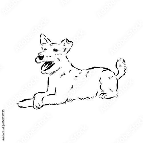 welsh terrier, dog breed, vector sketch