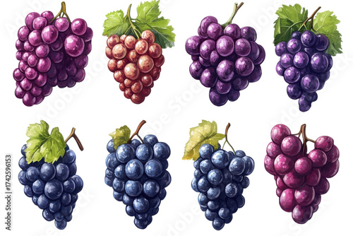 Watercolor illustration of various grape bunches in different colors art design on transparent background
