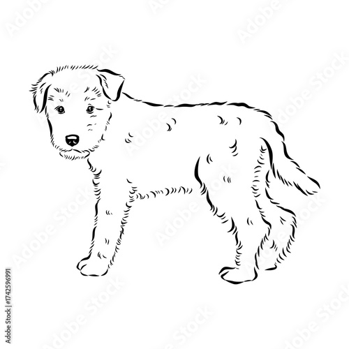welsh terrier, dog breed, vector sketch