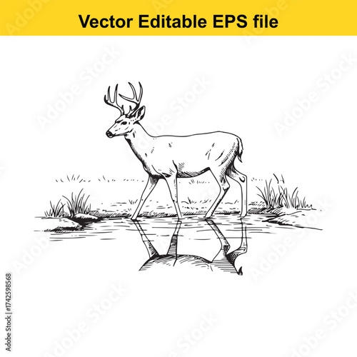 Wallpaper Mural Vector art of a majestic buck deer stands in shallow water with reeds and reflection Torontodigital.ca
