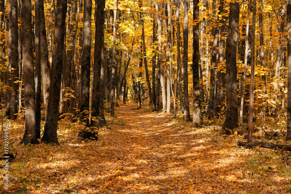 Fototapeta premium Beautiful autumn forest landscape. autumn trees with orange-yellow foliage and pathway, natural background. golden fall season. peaceful harmony nature