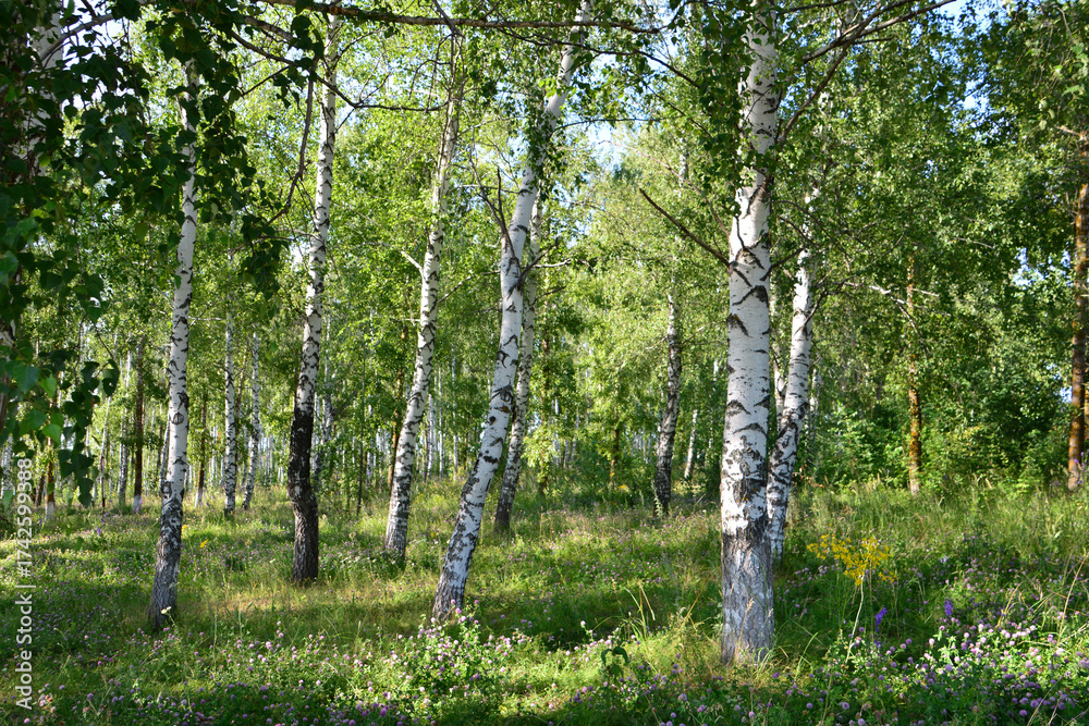 Obraz premium Birch Forest in Sunlight close up