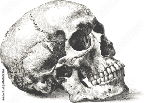 Human skull vector, hand drawn sketch, detailed lateral view anatomy — stock vector