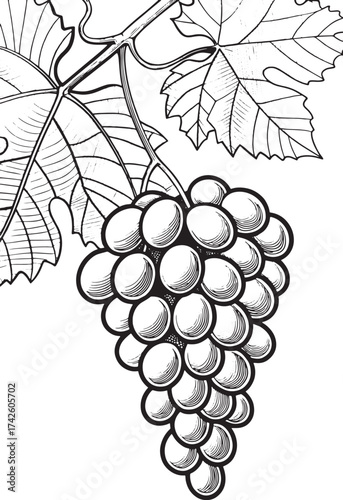 Black and white illustration of a ripe bunch of grapes on a vine
