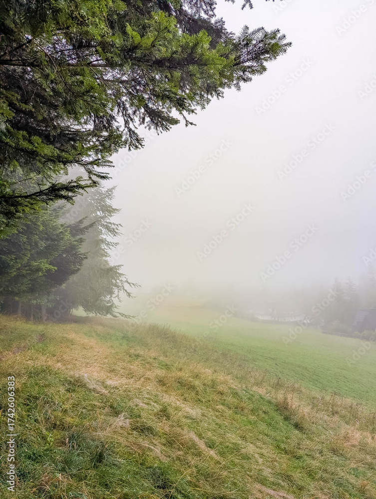Fototapeta premium Mysterious foggy morning meadow with lone evergreen tree emerging from dense mist in Tatra Mountains near Zakopane, Poland. High quality photograph