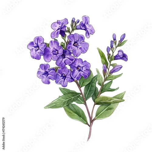 Duranta, watercolor drawing vector, isolated on a white background.
