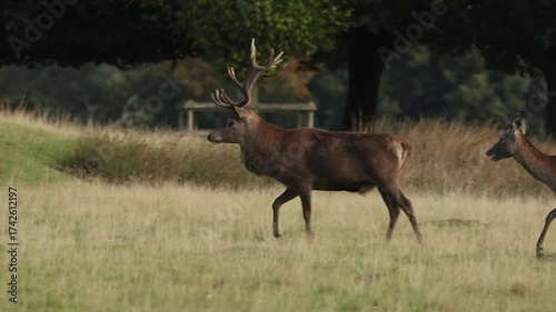 Red deer Cervus elaphus in the soft light of the autumn  mid day sun, active stags during the seasonal rut