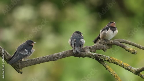 Juvenile swallow’s hirundo rustica perched on a branch, patiently waiting to be fed by attentive parent birds in a tender moment of nature