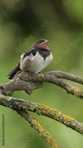 Juvenile swallow’s hirundo rustica perched on a branch, patiently waiting to be fed by attentive parent birds in a tender moment of nature