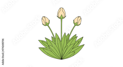Three unopened flower buds rising from a cluster of green leaves.