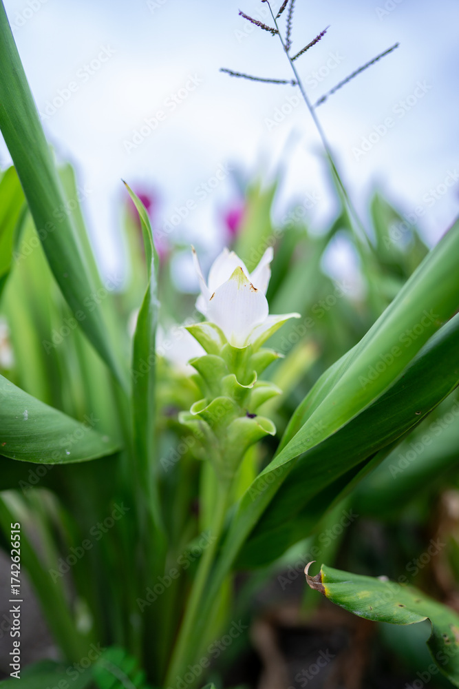 Fototapeta premium Vertical close-up image of a single white ginger flower zoomed in on a field.