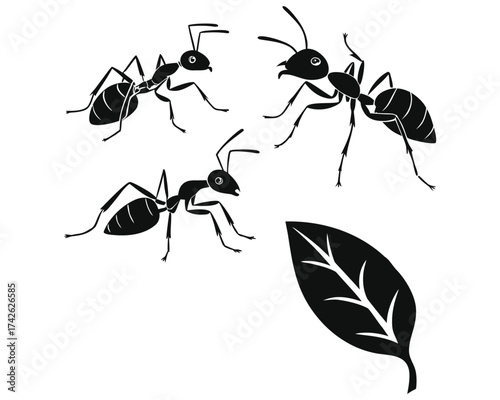 A black and white illustration of three ants in different poses near a single leaf