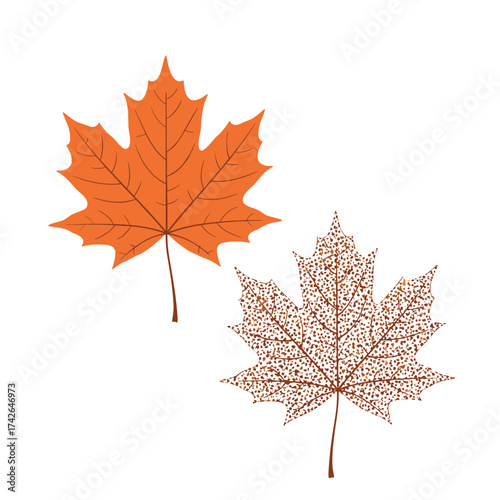 Two autumn maple leaves one bright orange and the other a faded brown with visible veins and stems isolated on a white background.