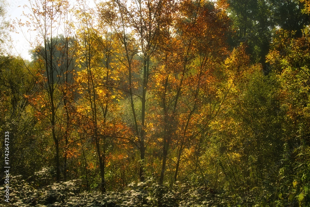 Obraz premium autumn in the forest