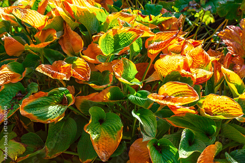 Hosta leaves in vibrant autumn colors. Shaded garden bed detail featuring Hosta plants whose leaves exhibit significant sun stress