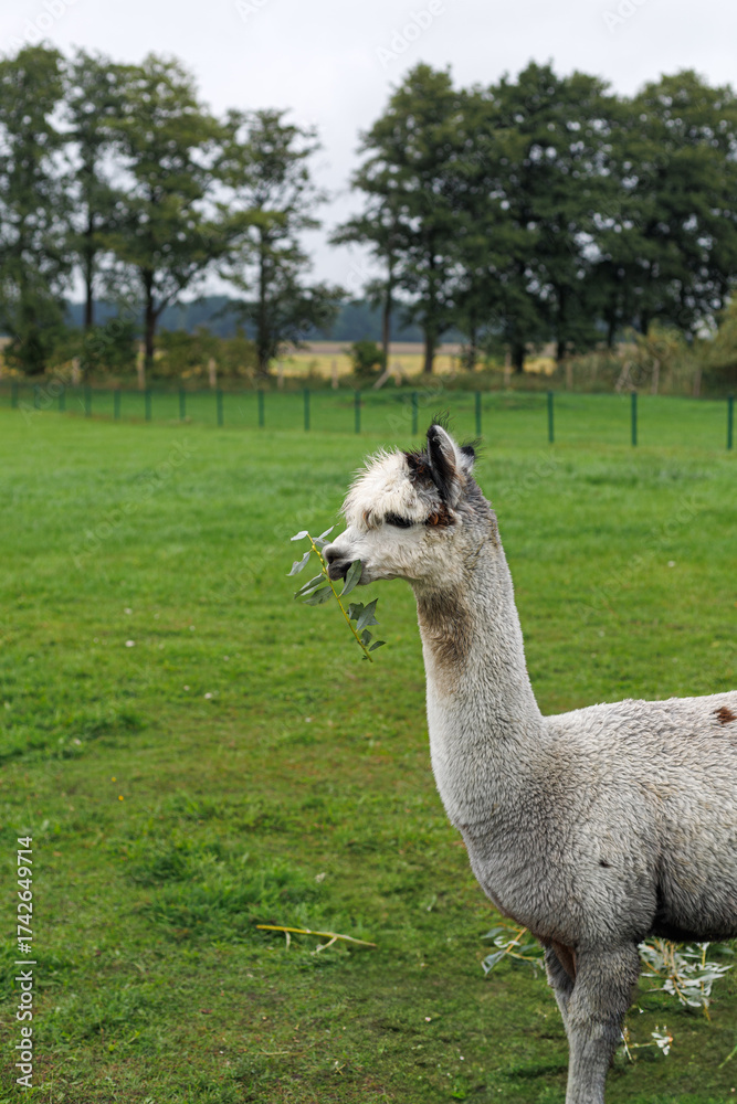 Obraz premium Gray alpaca eating leaves on pasture. Great for eco food design, countryside blog, farm poster or card.