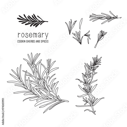 Hand-drawn rosemary with a line art engraved style.