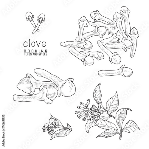 Hand-drawn clove with a line art engraved style.