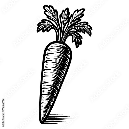 A carrot is drawn in black and white. The carrot is the main focus of the image and is drawn with a lot of detail. Vector. Silhouette illustration.