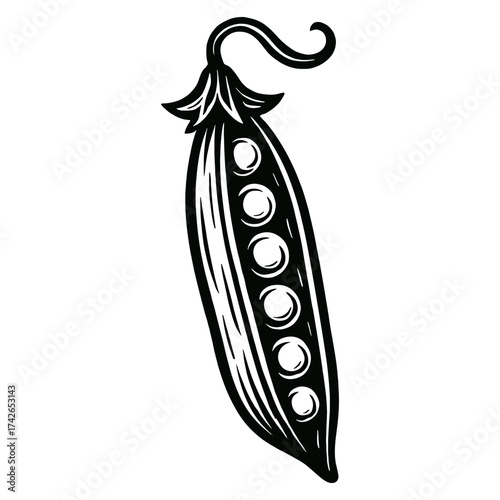 A black and white drawing of a pea pod. The pea pod is shown in a very stylized way, with a lot of detail. Vector. Silhouette illustration.