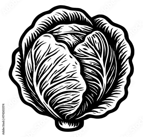 A close up of a head of cabbage. The drawing is black and white and the cabbage is the main focus. Vector. Silhouette illustration.
