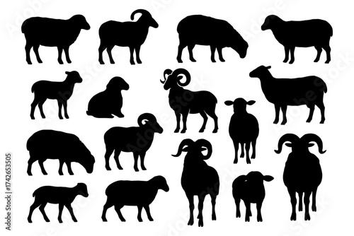 A collection of sheep and ram silhouettes. The sheep are in various positions, some are standing. Vector. Silhouette illustration.