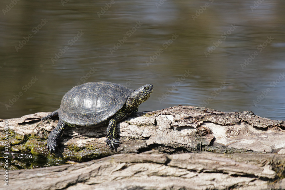 Obraz premium Sumpfschildkröte auf einem Baumstamm am Wasser