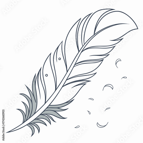 Feather with barbs and plumes