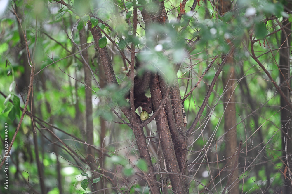 Fototapeta premium Squirrel on the branch on a tree in the park 