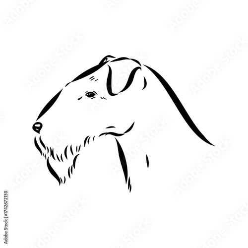 welsh terrier, dog breed, vector sketch