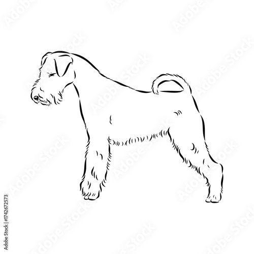 welsh terrier, dog breed, vector sketch