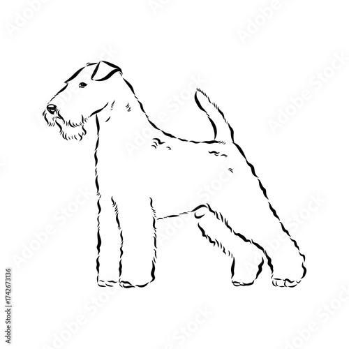 welsh terrier, dog breed, vector sketch