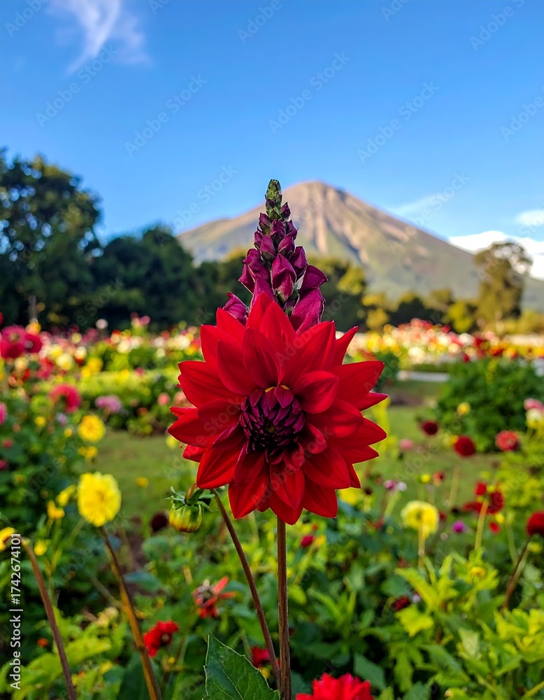 Obraz premium Vibrant red flower in a field with a mountain in the distance