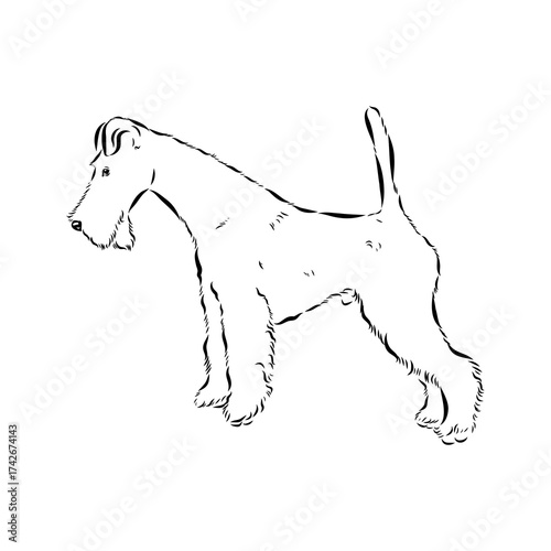 welsh terrier, dog breed, vector sketch