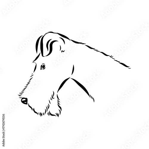welsh terrier, dog breed, vector sketch