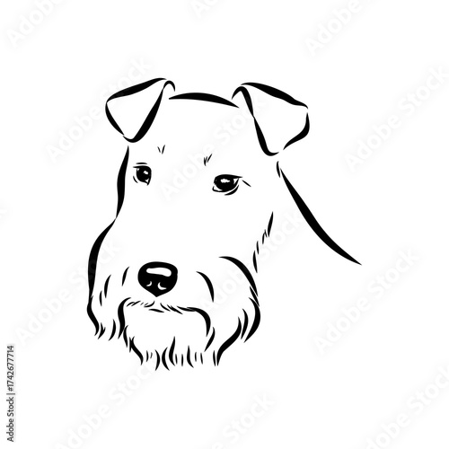 welsh terrier, dog breed, vector sketch