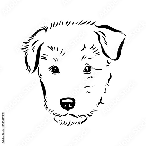 welsh terrier, dog breed, vector sketch