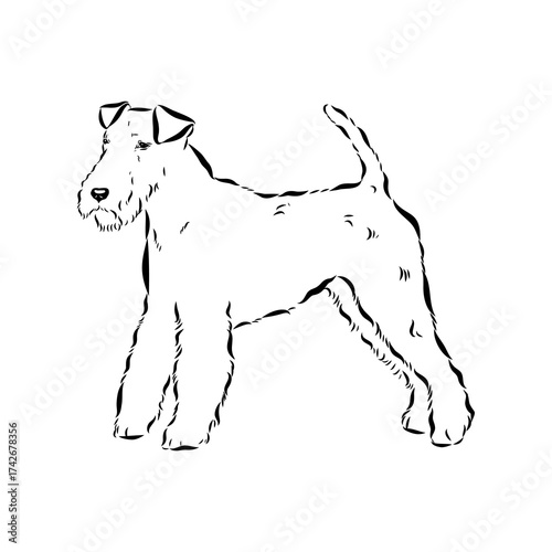 welsh terrier, dog breed, vector sketch