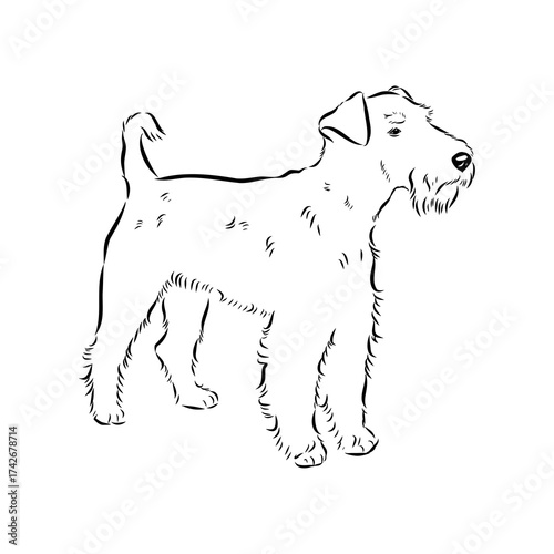 welsh terrier, dog breed, vector sketch