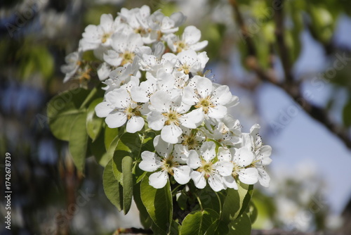 Fiore