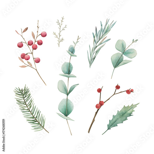 Christmas floral collection. Watercolor plant with  eucalyptus, red berries  and fir branches  on white background. Hand drawn illustration