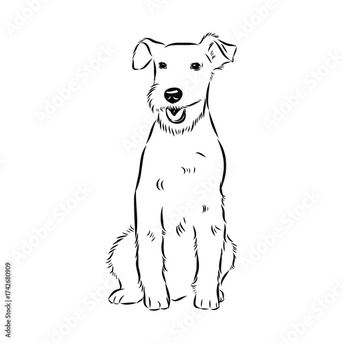 welsh terrier, dog breed, vector sketch