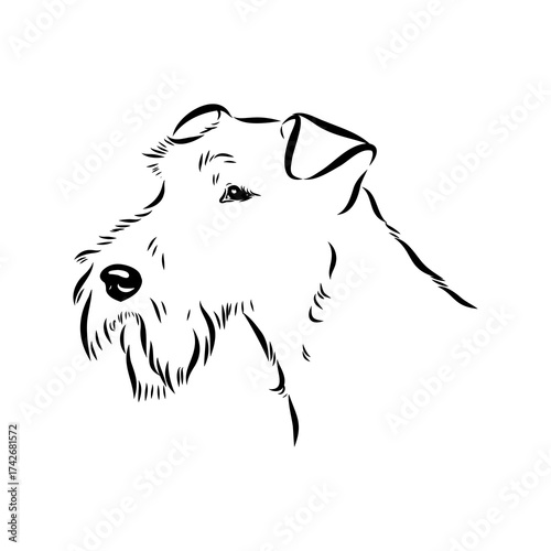 welsh terrier, dog breed, vector sketch