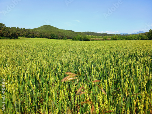 Background of a green barley field in spring. Texture of cereal grains ready to be harvested. Concept of livestock fodder cultivation and agriculture. Close-up of wheat ears.