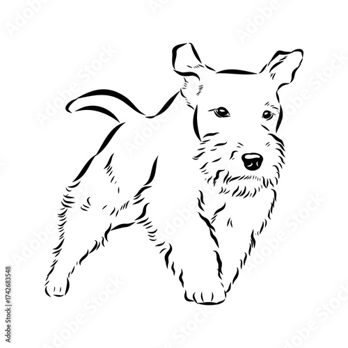 welsh terrier, dog breed, vector sketch