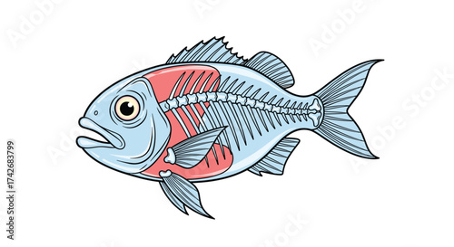 An illustrated diagram of a fish skeleton and its internal anatomy.