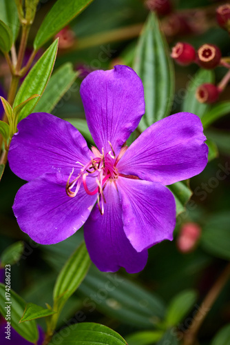 pink and purple flower