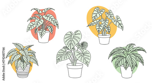 A collection of potted houseplants in various shapes and sizes.